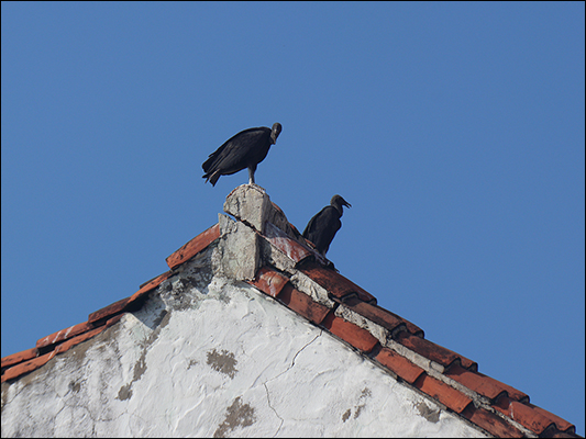 <strong>Avvoltoi... on the roof a Cartagena</strong><br /> <br /><em>♫ Petra Magoni - Musica Nuda 2 - Someothertime.mp3</em>