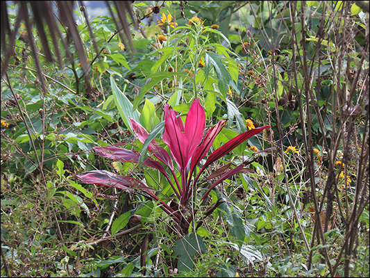 <strong>Cordyline sul Camino a Ciudad Perdida</strong><br /> <br /><em>♫ Chick Corea & Gary Burton - Crystal Silence - What Game Shall We Play Today.mp3 </em>