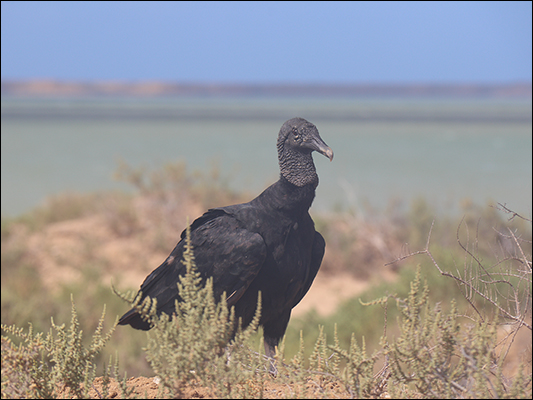 <strong>Avvoltoio nella Penisola della Guajira</strong><br /> <br /><em>♫ Chick Corea & Gary Burton - Crystal Silence - What Game Shall We Play Today.mp3 </em>