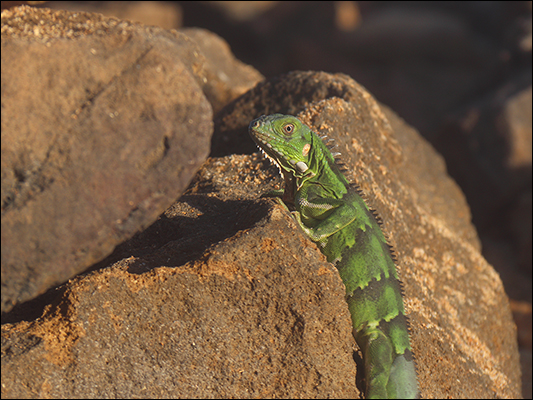 <strong>Iguana verde a Punta Galinas</strong><br /> <br /><em>♫ Chick Corea & Gary Burton - Crystal Silence - What Game Shall We Play Today.mp3 </em>
