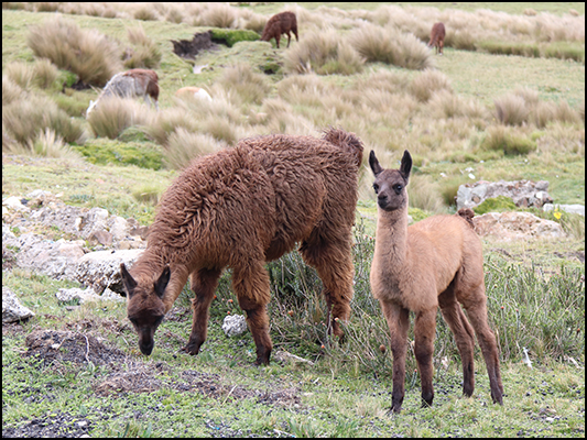 <strong>Mamma e cucciolo di alpaca</strong><br /> <br /><em>♫ Chick Corea & Gary Burton - Crystal Silence - What Game Shall We Play Today .mp3</em>