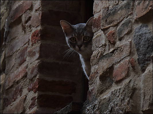 <strong>Curiosità... felina</strong><br /> <br /><em>♫ Chick Corea & Gary Burton - Crystal Silence - Arise, Her Eyes.mp3</em>