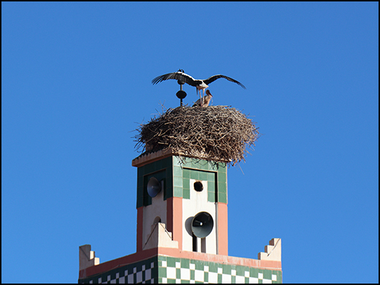 <strong>Famiglia di cicogne sul minareto di Ait Ben Haddou</strong><br /> <br /><em>♫ Moktar Gania & Gnawa Soul - Rabi Lâafou.mp3</em>