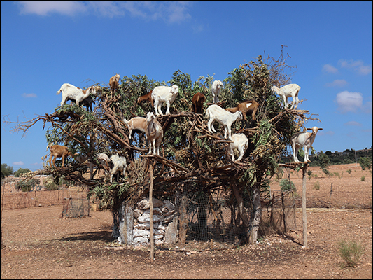 <strong>Albero delle capre sulla strada per Essaouira</strong><br /> <br /><em>♫ Moktar Gania & Gnawa Soul - Rabi Lâafou.mp3</em>