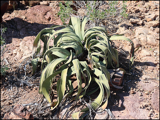 <strong>Welwitschia, fossile vivente</strong><br /> <br /><em>♫ Lionel Hampton - Walkman Jazz - The Man I Love.mp3</em>