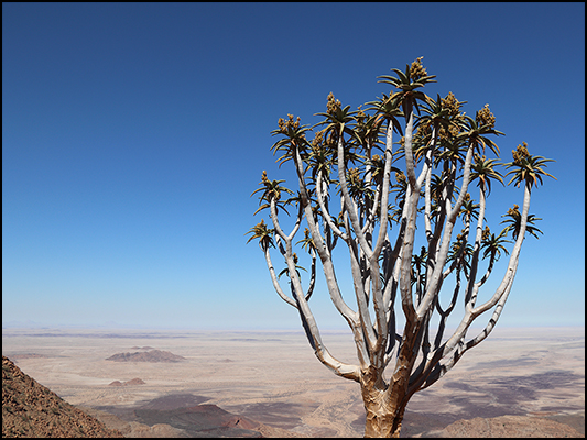 <strong>Albero faretra sul Brandberg</strong><br /> <br /><em>♫ Lionel Hampton - Walkman Jazz - The Man I Love.mp3</em>