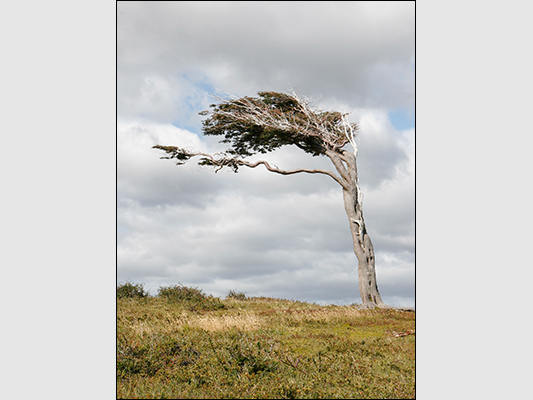 <strong>Albero bandiera</strong><br /> <br /><em>♫ Chick Corea & Gary Burton - Crystal Silence - Arise, Her Eyes.mp3</em>