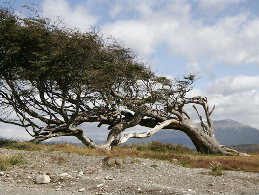 <strong>Albero bandiera</strong><br /> <br /><em>♫ Chick Corea & Gary Burton - Crystal Silence - Arise, Her Eyes.mp3</em>