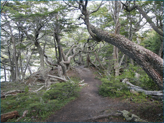 <strong>Bosco di coihue</strong><br /> <br /><em>♫ Chick Corea & Gary Burton - Crystal Silence - Arise, Her Eyes.mp3</em>