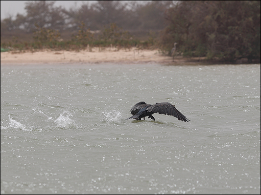 <strong>Cormorano al decollo</strong><br /><br /><em>♫ John Coltrane - Giant Steps - Giant Step.mp3</em>