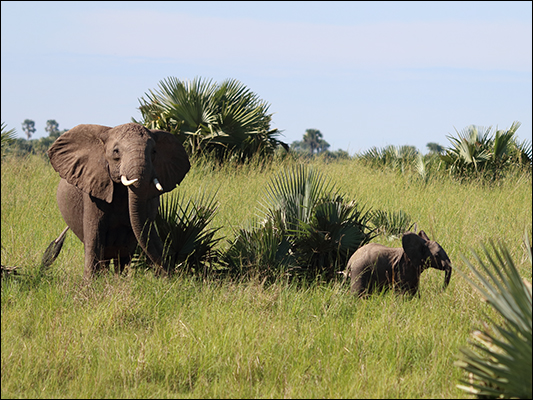 <strong>Elefantino con mamma nel Murchison Falls National Park </strong><br /> <br /><em>♫ Jose Chameleone - Badilisha.mp3</em>