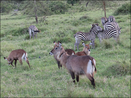 <strong>Zebre e antilopi d’acqua al Lake Mburo National Park </strong><br /> <br /><em>♫ Jose Chameleone - Badilisha.mp3</em>