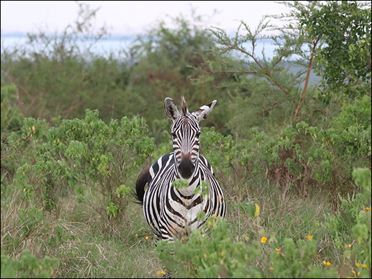 <strong>Zebra al Mburo National Park </strong><br /> <br /><em>♫ Jose Chameleone - Badilisha.mp3</em>