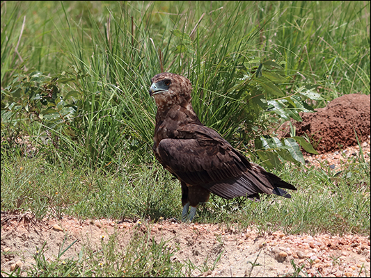<strong>Giovane falco giocoliere nel Murchison Falls National Park </strong><br /> <br /><em>♫ Jose Chameleone - Shida za dunia.mp3</em>