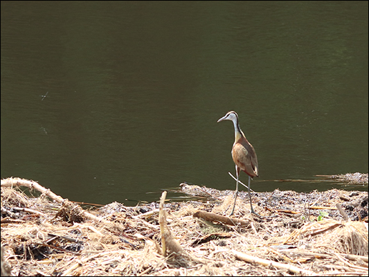 <strong>Jacana africana sul Victoria Nile </strong><br /> <br /><em>♫ Jose Chameleone - Shida za dunia.mp3</em>