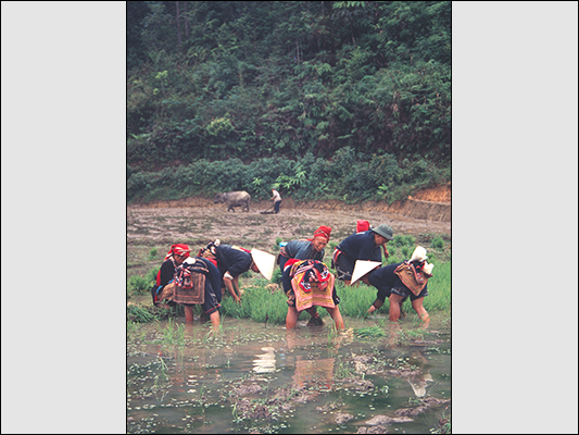 <strong>Ta Phin - Mondine Hmong</strong><br /> <br /><em>♫ Keit Jarrett - Four Artists - Margot.mp3</em>