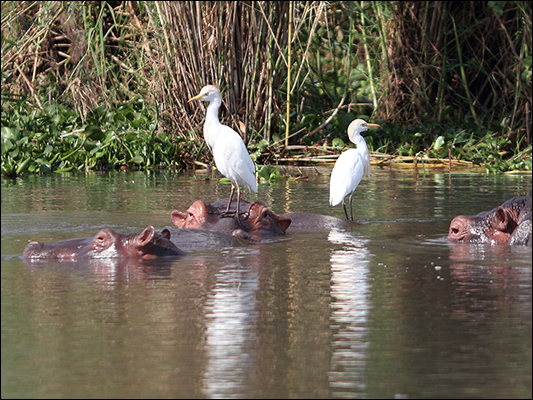 <strong>Aironi guardabuoi, Bubulcus ibis, su testa d'ippopotamo</strong><br /> <br /><em>♫ Weather Report - This is This - This is This.mp3</em>