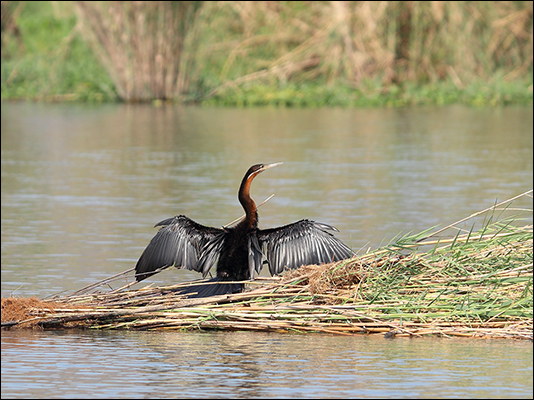 <strong>Aninga africana detto anche uccello serpente</strong><br /> <br /><em>♫ Weather Report - This is This - This is This.mp3</em>