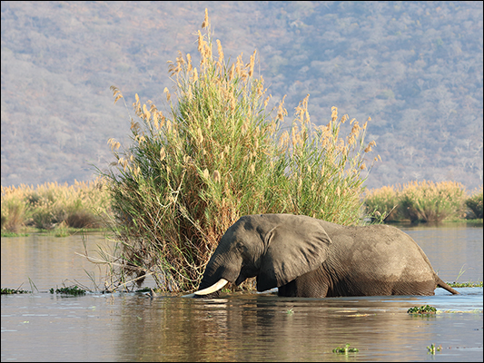 <strong>Elefante... marino?</strong><br /> <br /><em>♫ Weather Report - This is This - This is This.mp3</em>