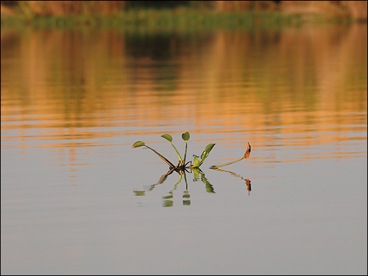 Pianta acquatica<br /><br />♫ Weather Report - This is this - Update.mp3