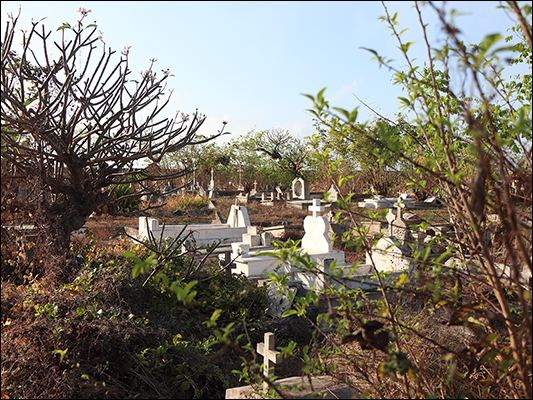 <strong>Frangipane nel cimitero, l'albero dei morti</strong><br /> <br /><em>♫ Lionel Hampton - Walkman Jazz - Flying Home.mp3</em>