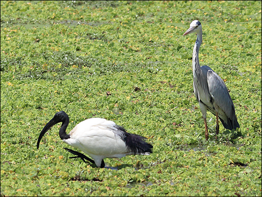 <strong>Un Ibis sacro con l'Airone cenerino</strong><br /> <br /><em>♫ Chick Corea & Gary Burton - Crystal Silence - Arise, Her Eyes.mp3</em>